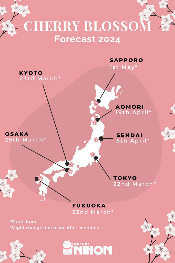 Japan 2024 Cherry Blossom forecast infographic.