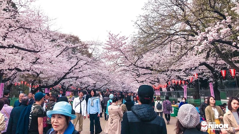 Parco di ueno con sakura