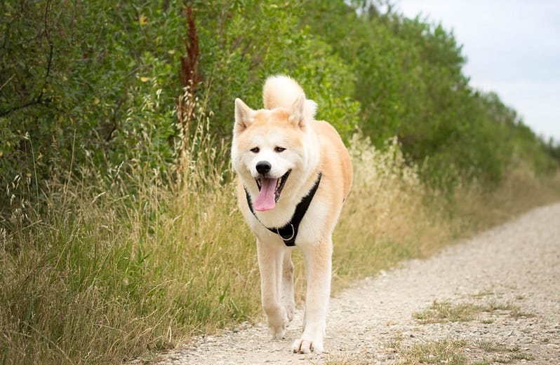 Akita Inu japanese dog in the outdoors