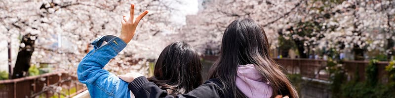 Étudier au Japon avec un ami pour partager vos expériences : sakura en fleurs