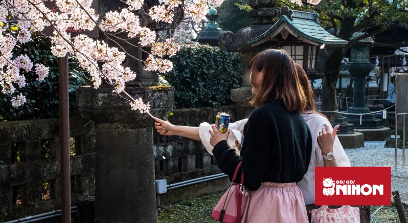 Qué hacer en Japón en Primavera: Observación de los cerezos en flor