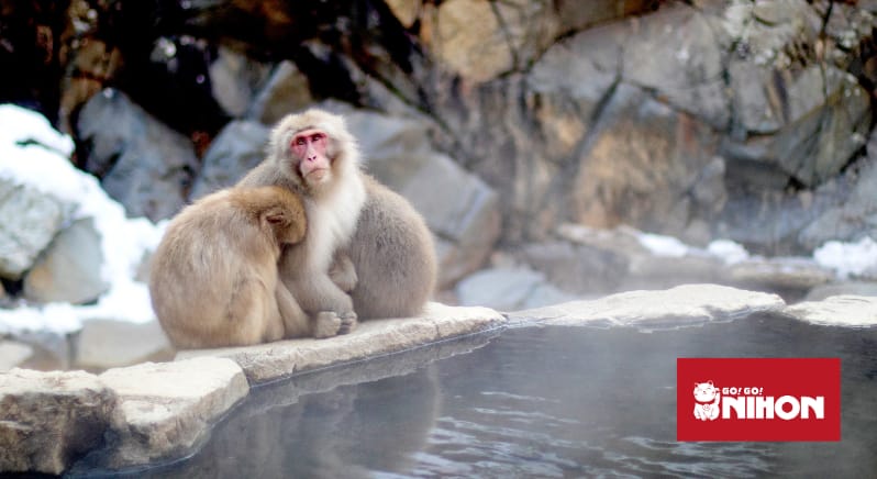 Scimmi della neve o snow monkey a bagno nelle onsen in Giappone in inverno