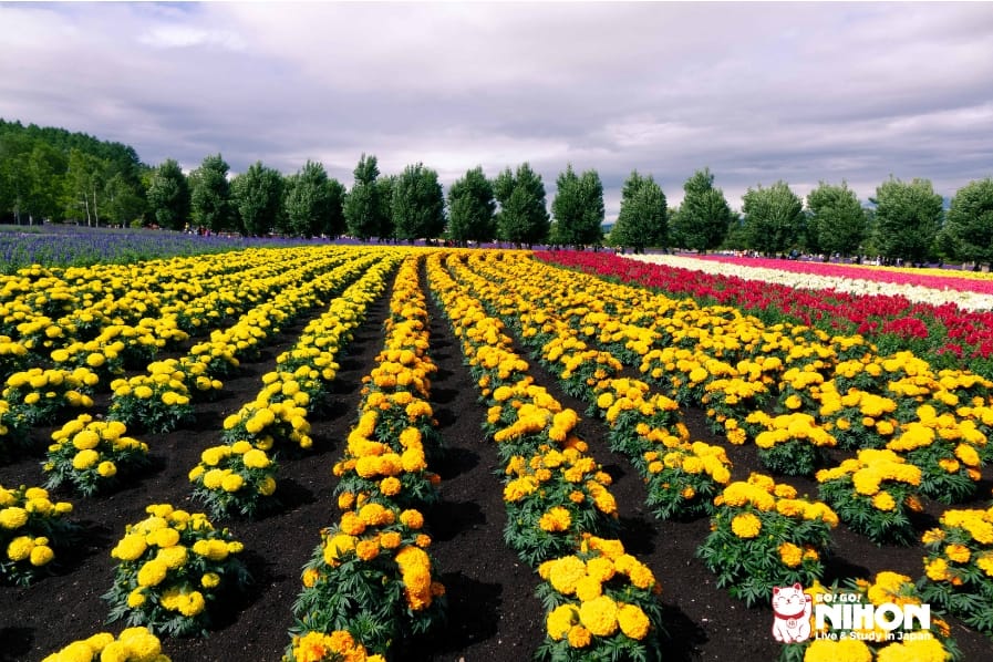 Flower fields in Hokkaido