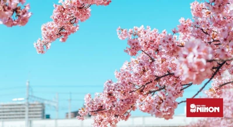 Cherry blossoms on tree with blue sky in background. 