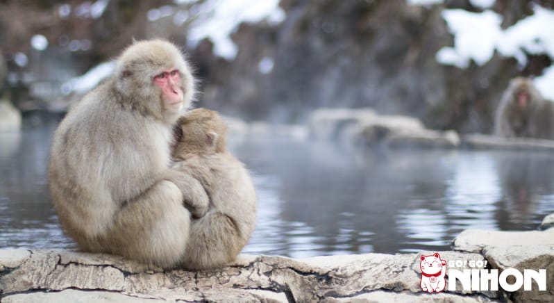 Monos en el Parque de Monos Jigokudani sentados junto a un onsen
