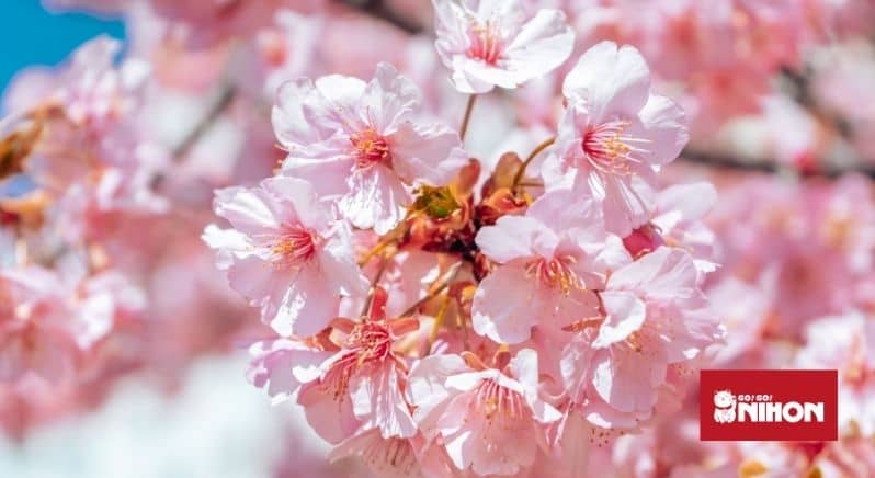 Full bloom cherry blossoms