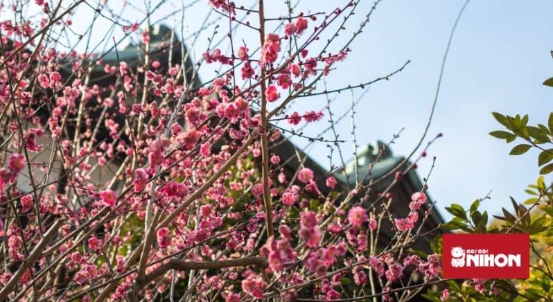 pink plum blossoms on tree in front of a temple