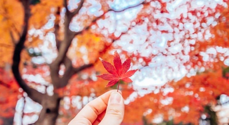 person holding up single maple leaf with autumn foliage in background