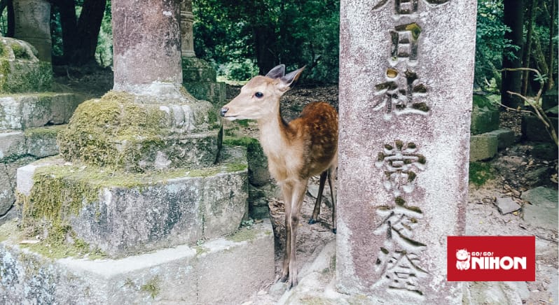 Ciervo parado junto a un pilar de piedra en un templo en Nara