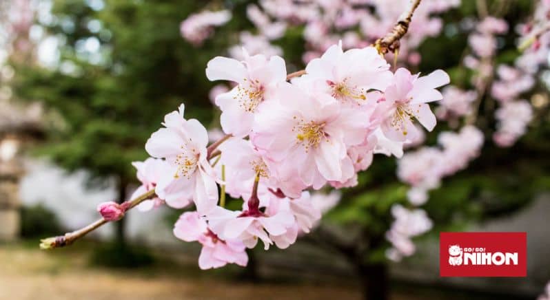 Image of close-up of cherry blossoms on a tree
