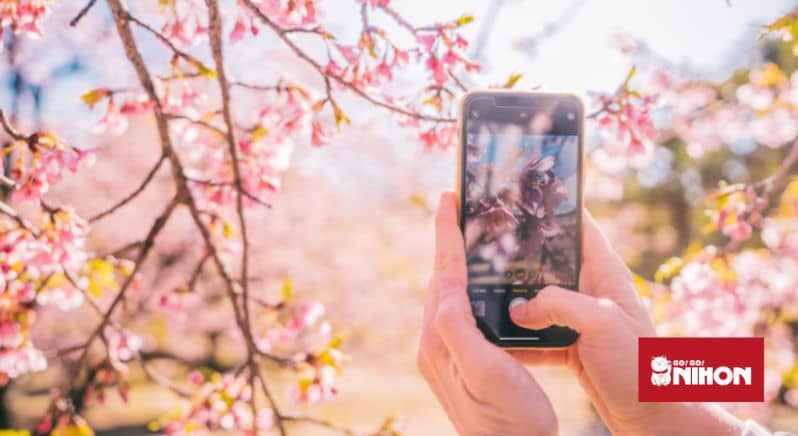 Image of person holding up phone and taking photo of cherry blossoms