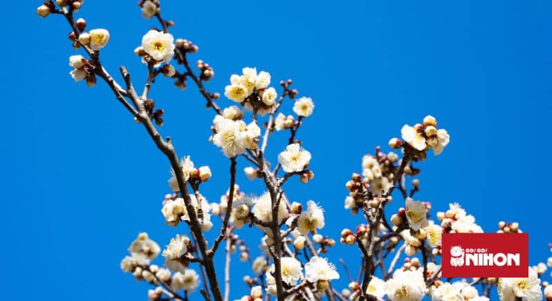 Bild von weißen Pflaumenblüten
