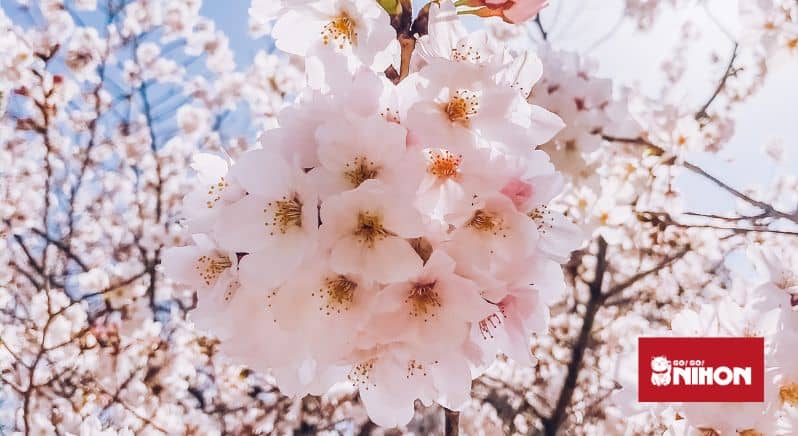 Bild på sakura blommor hängandes från en gren
