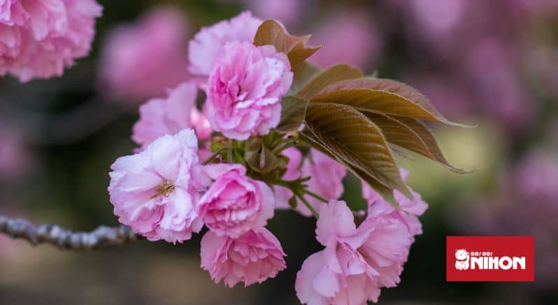 Image of deep pink cherry blossom flowers