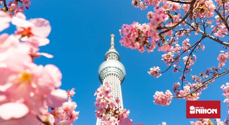 Ein Grund für das Lernen in Japan im April: Ausblick auf den Tokyo Skytree umgeben von Kirschblüten.