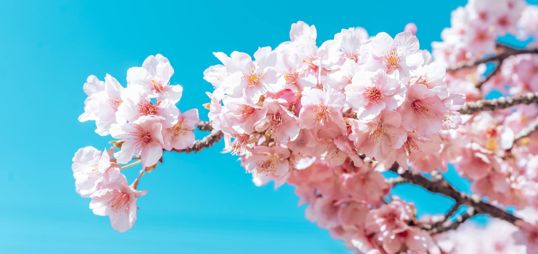Todo lo que necesitas sobre Sakura – los cerezos en flor japoneses