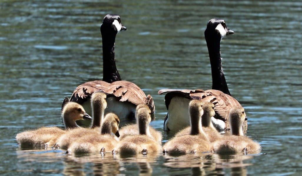 The Family in Spanish geese