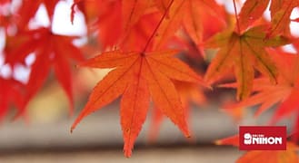 I colori dell'autunno in Giappone, viaggio di 3 settimane di con auto e  treno