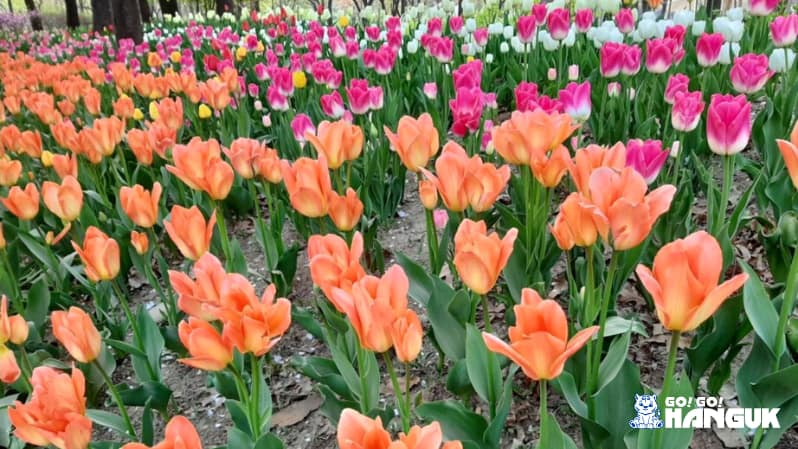 Tulip festival, one of the events throughout the year in Korea
