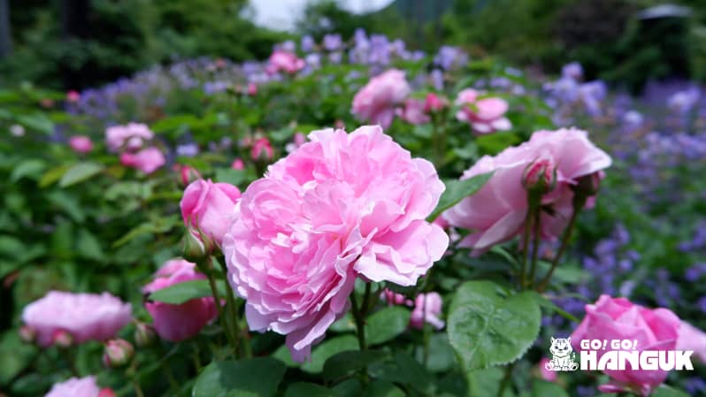 Rose festival is one of the events throughout the year in Korea