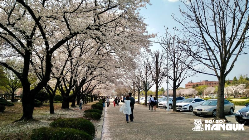 Living in Daegu - Cherry blossoms