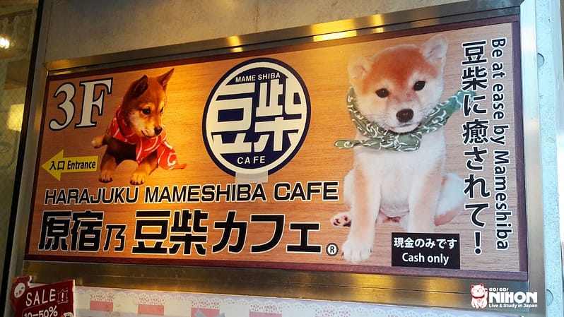 Mameshiba Cafe in Harajuku
