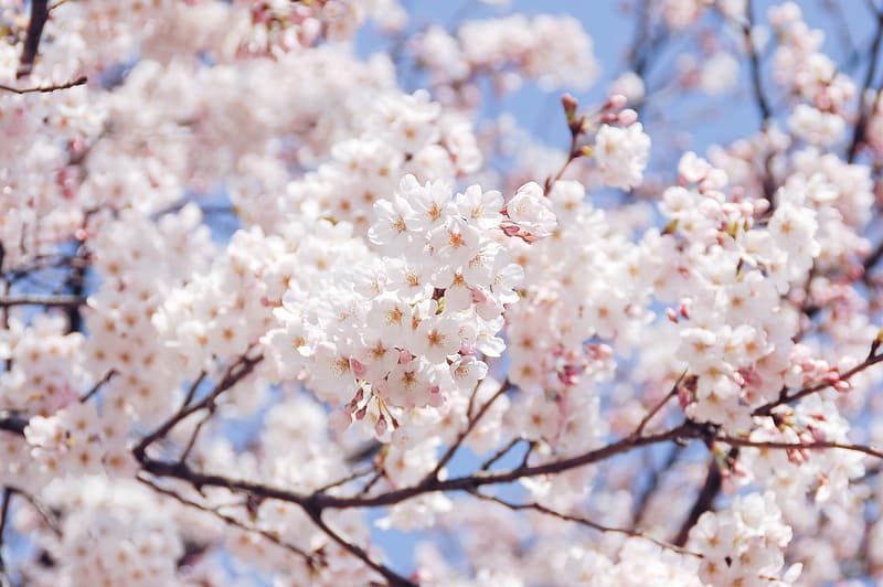 La saison des fleurs de cerisier en Corée