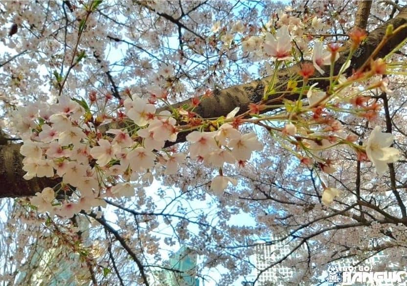 Dove vedere i fiori di ciliegio in Corea
