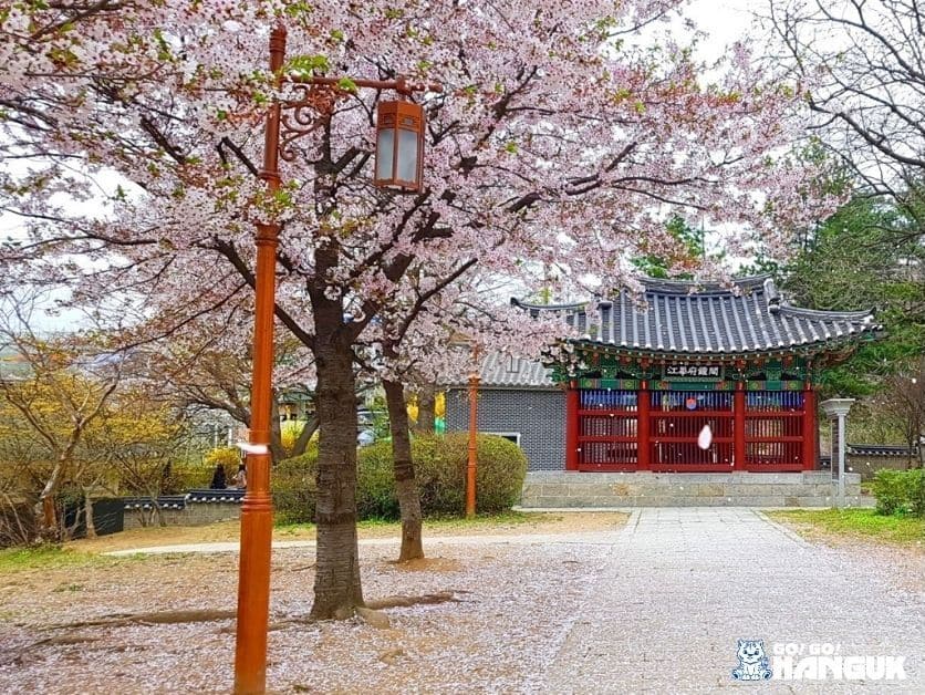 Tempio coreano dove vedere i fiori di ciliegio