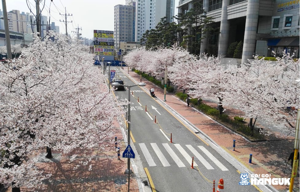 Fiori di ciliegio in Corea