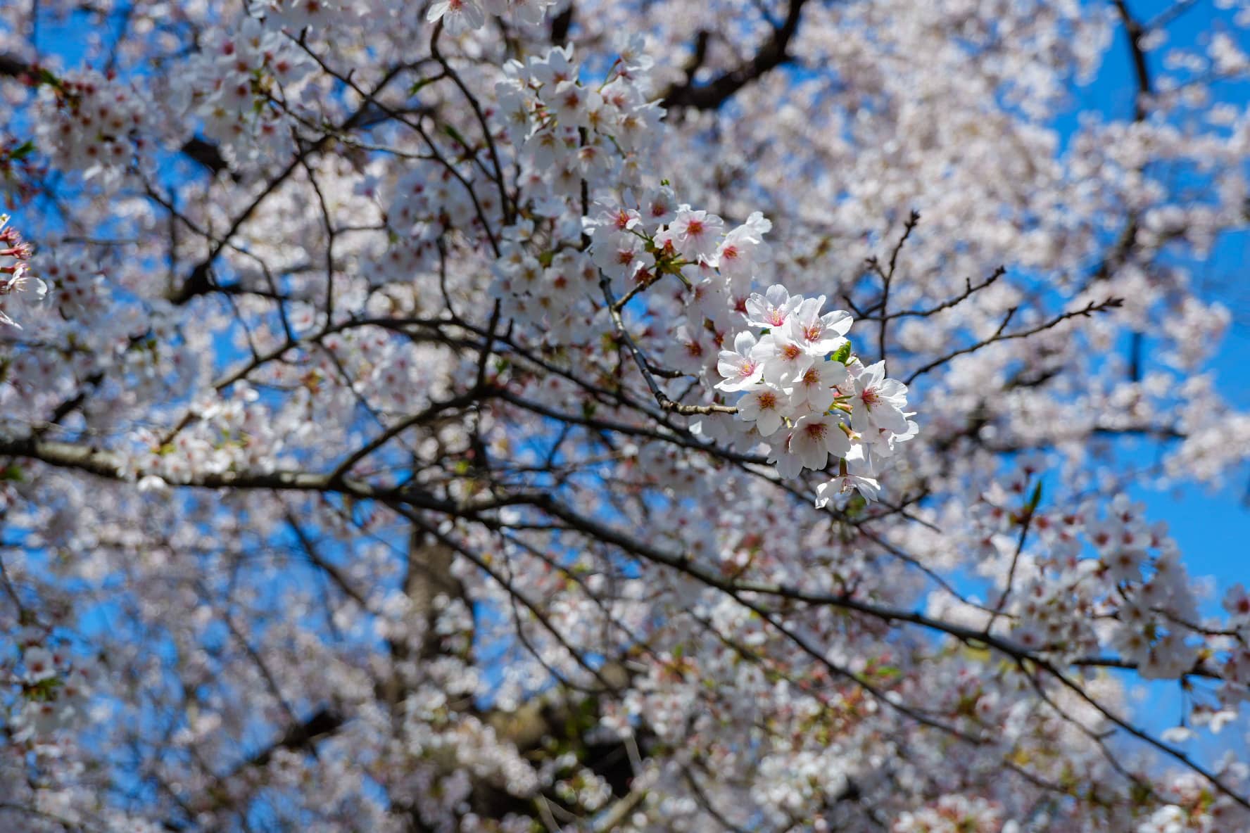 Segreti e curiosità sulla stagione dei fiori di ciliegio in Corea