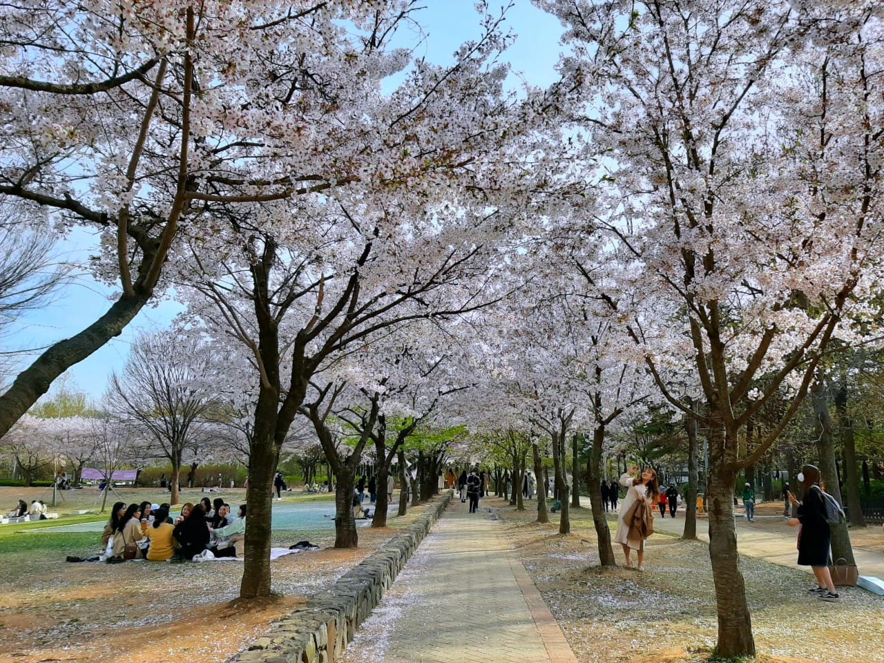 Dove vedere i fiori di ciliegio in Corea - Go! Go! Hanguk