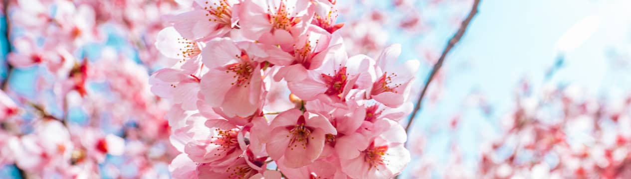 Sakura, les cerisiers en fleur du Japon - MA PLUME - WEBMAG